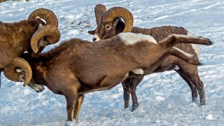 Bighorn Headbutting Battle in Canadas Rockies [upl. by Abdulla]