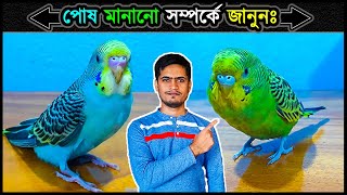 বাজরিগার পোষ মানানো সম্পর্কে যা জানতে হবে 🔥 Before Budgie Taming All You Need To Know ⚡ Jactok [upl. by Torres]