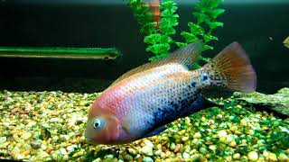 Redhead Cichlid Vieja Melanurus and Tankmates [upl. by Ahsilat680]