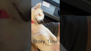 Story Time puppy basecampchris [upl. by Florinda]