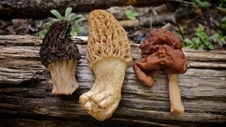 Morel Mushrooms 101 How to Safely Identify and Harvest Morels [upl. by Akissej]