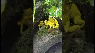 Phyllobates terribilis el animal mas venenoso del mundo [upl. by Acile]