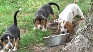 UKC Beagle Puppies for Sale [upl. by Eedna123]