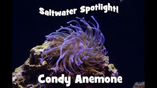 Saltwater Spotlight Condy Anemone [upl. by Fernanda946]