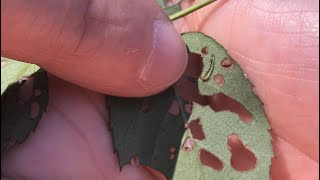 Paul Pugliese Keeping Sawflies from Destroying Your Roses [upl. by Harli]