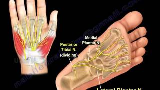 The Lateral Plantar Nerve  Everything You Need To Know  Dr Nabil Ebraheim [upl. by Bettye]