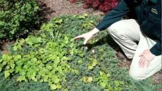 How to Weed Garden Landscape Beds [upl. by Nosauq975]