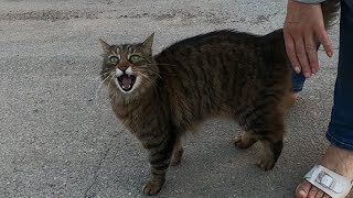 Cute cat meowing to get outside [upl. by Adriano]