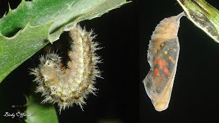 Butterfly Life Cycle  Caterpillar To Butterfly Transformation TimeLapse [upl. by Ponton757]