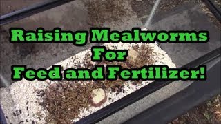 How to Raise Mealworms Fertilizer and Feed for Pennies [upl. by Bunder]