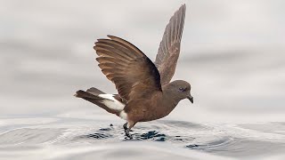 Wilsons storm petrel Oceanites oceanicus [upl. by Darcie]