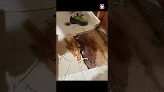 Expert Warns Avoid These Common SHOWER PAN Installation Mistakes shorts bathroomrenovation [upl. by Anemolihp]