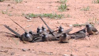 Speckled Mousebirds taking a Dust Bath [upl. by Dyke527]