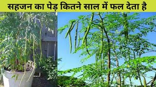 सहजन का पेड़ कितने साल में फल देता है In how many years does a Moringa tree bear fruit [upl. by Granese405]