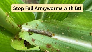 Natural Fall Armyworm Control How Bacillus thuringiensis Protects Your Crops [upl. by Tiossem481]