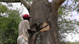 African baobab tree water storage [upl. by Arbma]