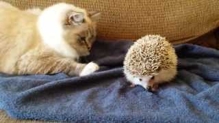 ORIGINAL VIDEO Kitty sits on hedgehog [upl. by Schear]