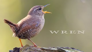 Bird sound  Wren chirping and singing bird call and song [upl. by Elroy]