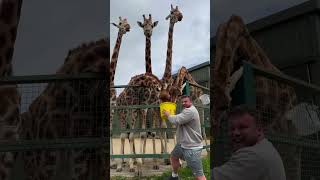 Worlds Strongest Man Meets Giraffes [upl. by Lais372]