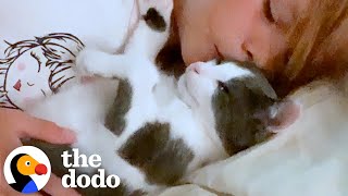 Worlds Wobbliest Foster Kitten Wins Over Pittie Sibling  The Dodo [upl. by Admana]