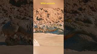 Wild animalscrocodile wildlifepreypredatorytshorts shortsexplorehunting [upl. by Yllek]