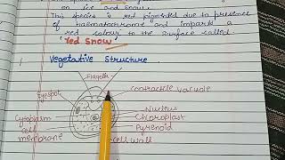 Chlamydomonas classificationOccurence Vegetative structure Blepharoplastparadesmoserhizoplast [upl. by Sher]