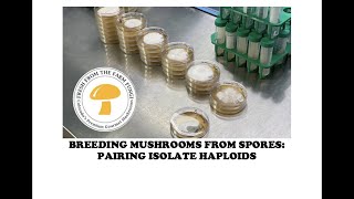 Breeding Colorado Oyster Mushroom  Pairing Single Spore Isolate Haploids Immaculate inoculation [upl. by Courtland]