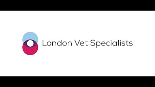 London Vet Specialists  Immune Mediated Polyarthritis [upl. by Kaete]