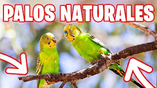 LOS MEJORES PALOS NATURALES PARA PERIQUITOS [upl. by Marjorie]