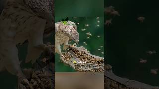 Lord of the Sky Honey Eagle Conquering a Giant Wasps Nest animals facts wildlife [upl. by Olathe]