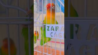 Chippy and Chappa chattering happily 🦜✨🦜birdslover lovebirds parrottalking parrot parrotsound [upl. by Cesya]