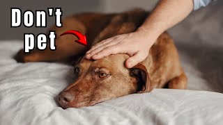 STOP Petting Your Dog’s Head Right Now – Until You Know THIS [upl. by Azar553]