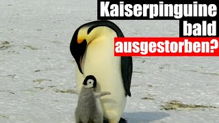 Der Kaiserpinguin  Vom Aussterben bedrohte Tierart [upl. by Crowe914]