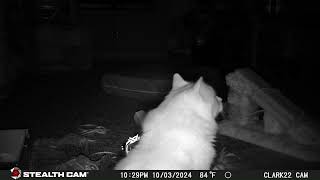 Clark Kitty Gang Caught On Trail Camera [upl. by Eillib]