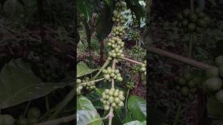 Coffee Plantation The Origin of nescafe brucoffee at Wayanad Kerala coffee lovers farming [upl. by Adnohs709]