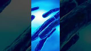 MYCOBACTERIUM TUBERCULOSISGRAM NEGATIVE BACILLI BACTERIAviral [upl. by Friend]