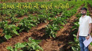 ringan ni kheti ni sampurn mahiti રીગણ ની ખેતી ની સંપૂર્ણ માહિતી [upl. by Luamaj]