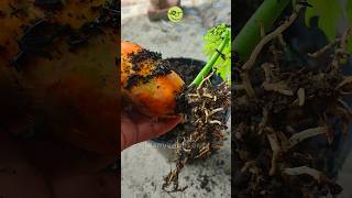 Easy Method How To grow Papaya From Fruit Creative Explained gardeningtips [upl. by Neilson505]