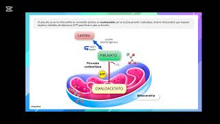 Gluconeogénesis [upl. by Berget]