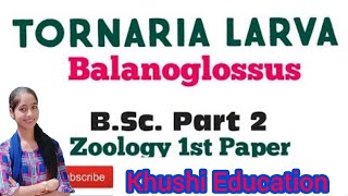 Bsc2 year zoology ll paper1st ll Balanoglossus ll Tornaria larva Notes in Hindi and English👍 [upl. by Jannelle]