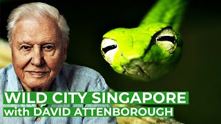 David Attenborough presents Wild City Singapore  Full Series  Free Documentary Nature [upl. by Murray284]