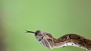 Russell’s viper hissing angrily while camouflaged [upl. by Dolores292]