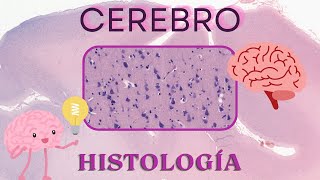 Histología de Cerebro [upl. by Aika]