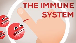 The Immune System Explained I – Bacteria Infection [upl. by Treble]