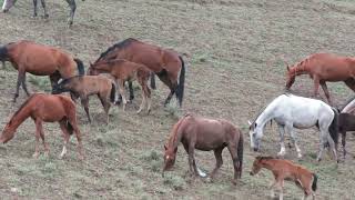 Semental Corindón caballos  Encuentro de primavera con yeguas Cavalos horses [upl. by Behl946]