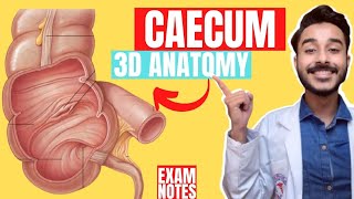 caecum anatomy 3d  anatomy of caecum  large intestine anatomy [upl. by Diva]