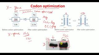 Codon optimization for beginners  Codon bias [upl. by Mildred]