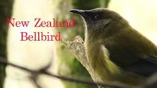 Beautiful New Zealand Bellbird or Korimako Birdsong [upl. by Sebastian58]