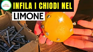 INFILA I Chiodi Nel LIMONE E SCOPRIRAI QUALCOSA DI MOLTO UTILE PER I LIMONI [upl. by Slen]