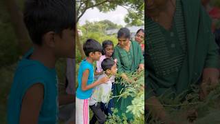 மாடு பூச்சி🧐 Cow Bug Treehopper  சீம கருவேல மரம்  Honeydew villagelife nature kids story [upl. by Rotsen122]